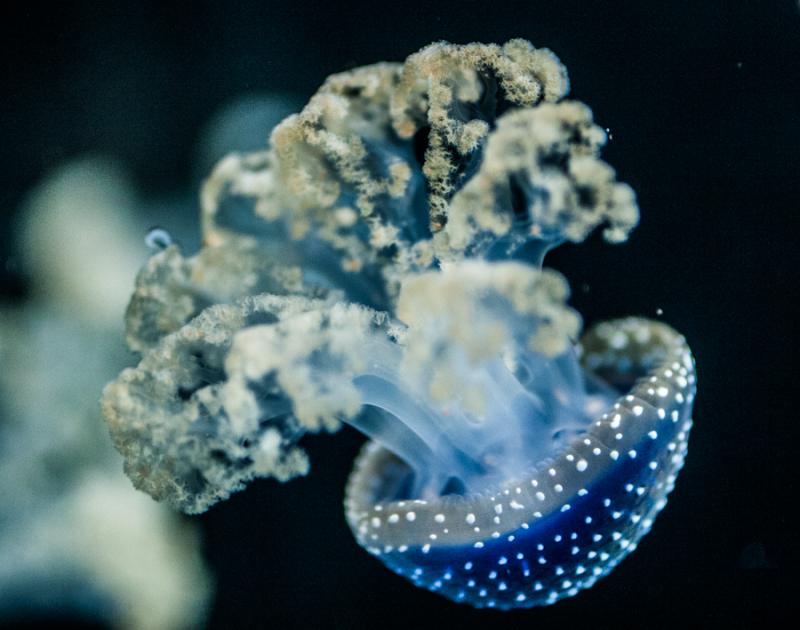 Mastigias Papua, Acuario en el Oceanario de Lisboa...