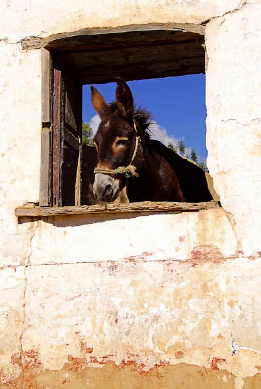 Equus africanus asinus