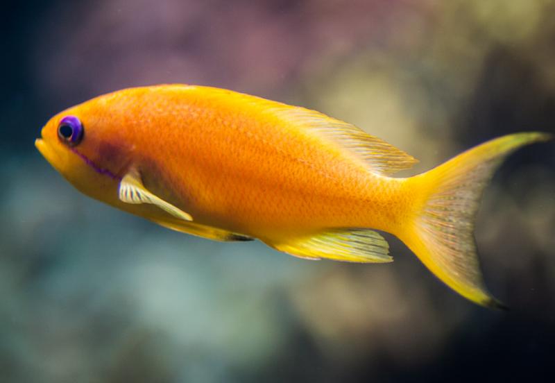 Primer Plano de un Pez Joya, Acuario en el Oceanar...