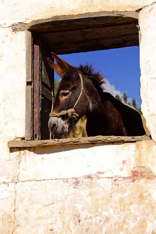 Equus africanus asinus