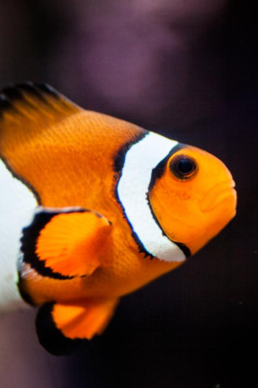 Pez Payaso, Acuario en el Oceanario de Lisboa, Par...