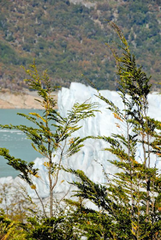 Glaciar Perito Moreno, El Calafate, Provincia de S...