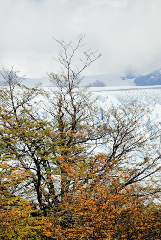 Glaciar Perito Moreno, El Calafate, Provincia de S...