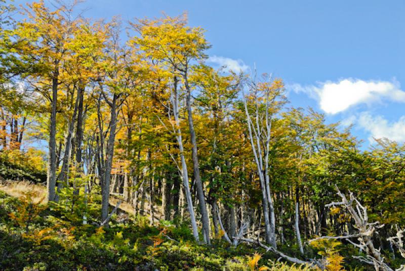 Parque Nacional Los Glaciares, El Calafate, Provin...