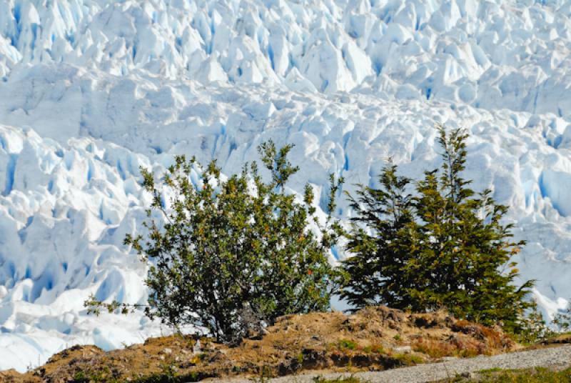 Glaciar Perito Moreno, El Calafate, Provincia de S...