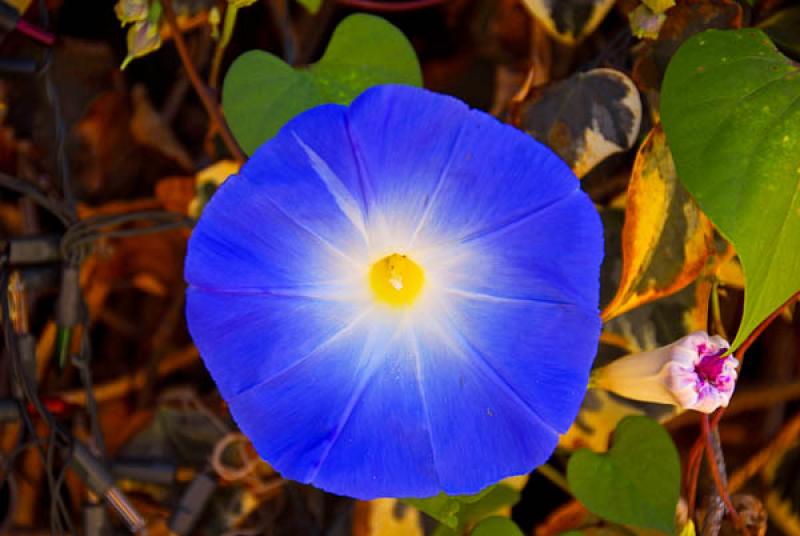 Ipomoea Indica