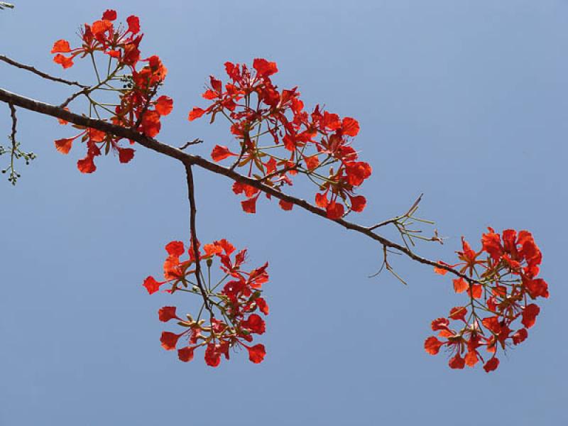 Caesalpinia pulcherrima