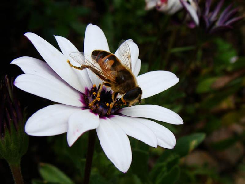 Dimorphotheca ecklonis