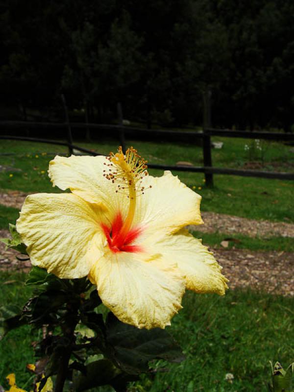 Hibiscus rosa-sinensis