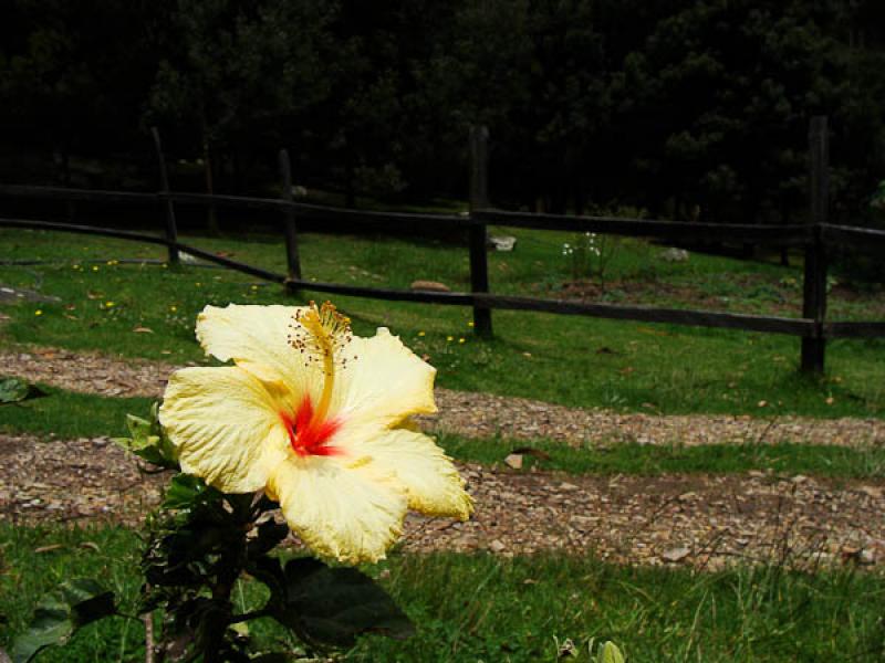 Hibiscus rosa-sinensis