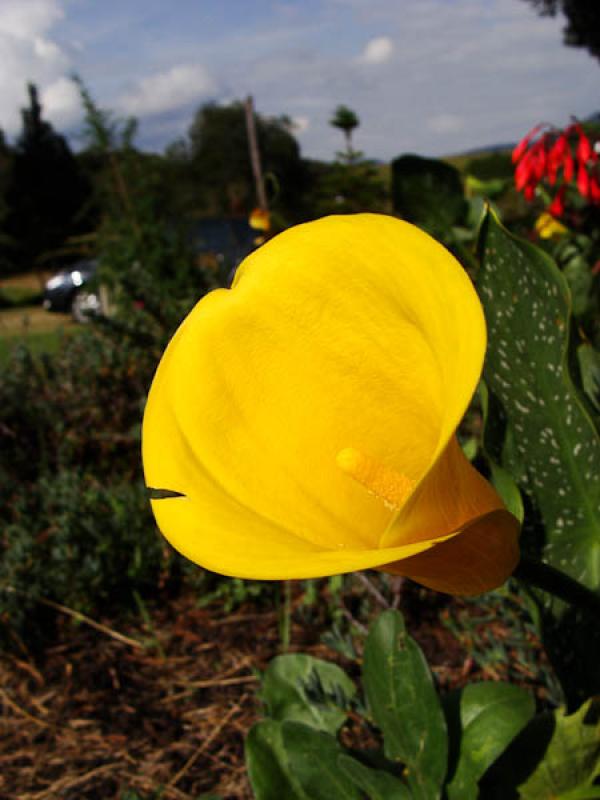 Zantedeschia aethiopica