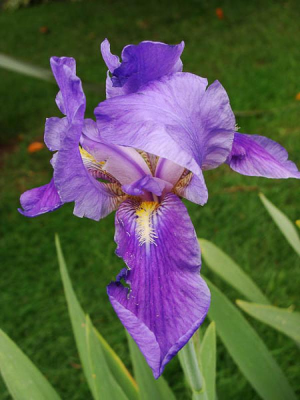 Iris lutescens