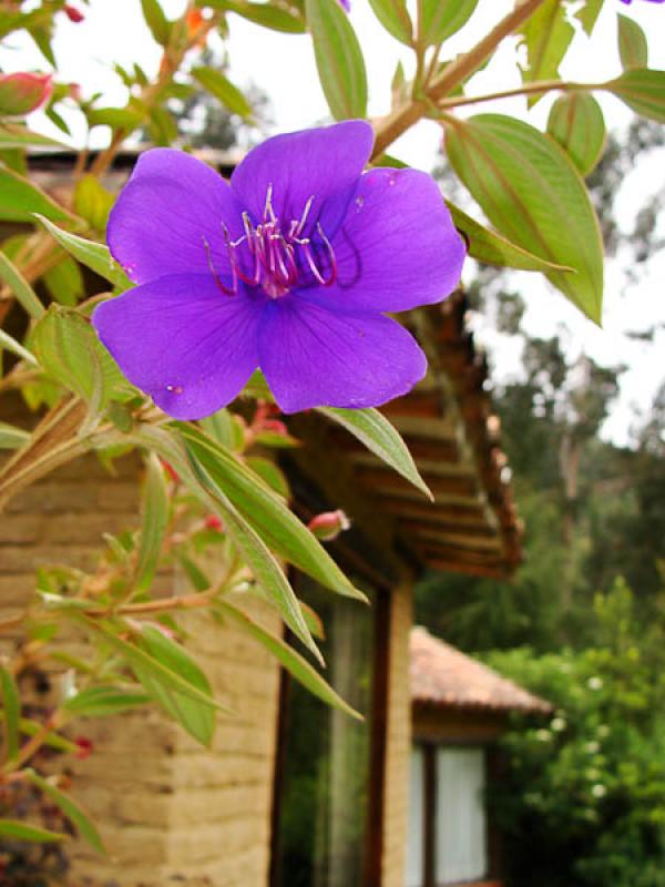 Tibouchina granulosa