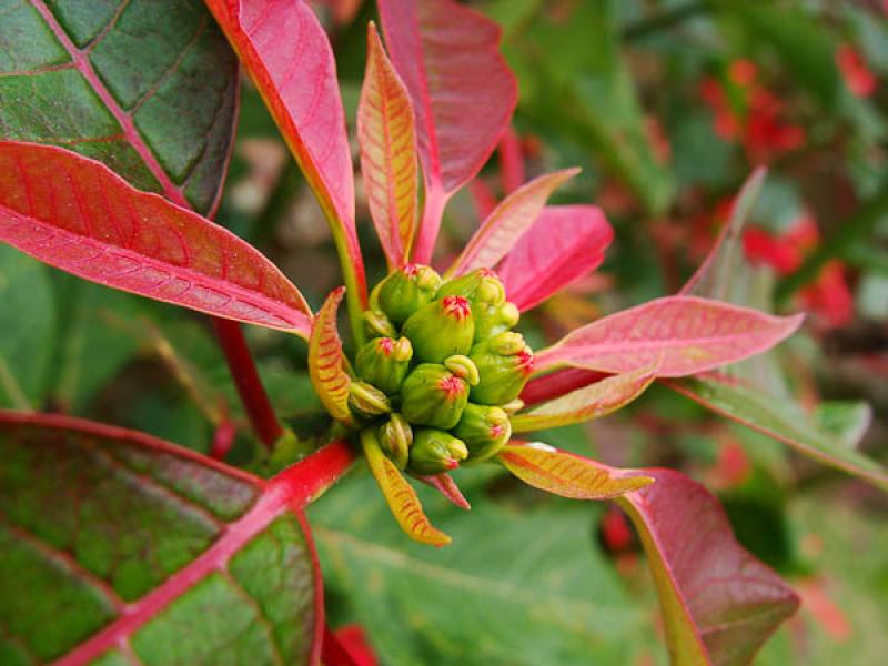 Euphorbia pulcherrima