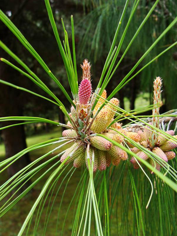 Pinus pinea