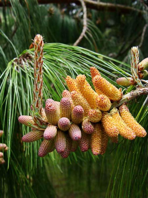 Pinus pinea