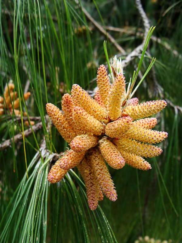 Pinus pinea