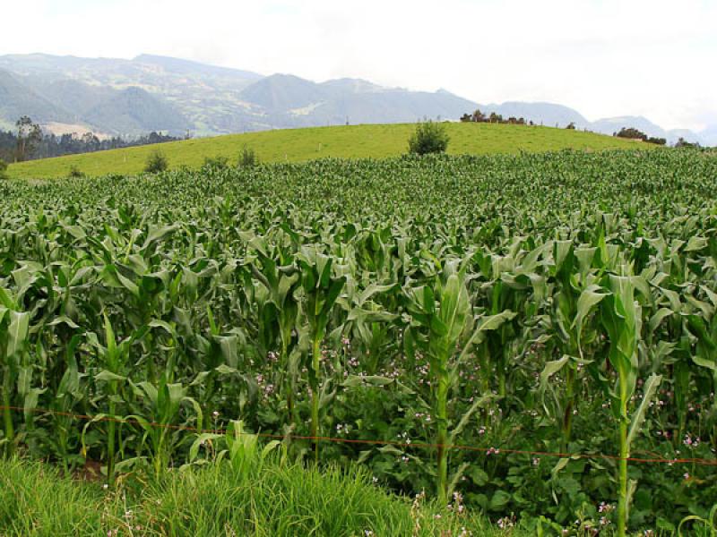 Cultivo de Mazorca