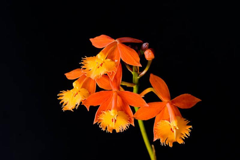 Guarianthe aurantiaca