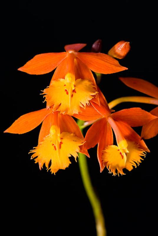 Guarianthe aurantiaca