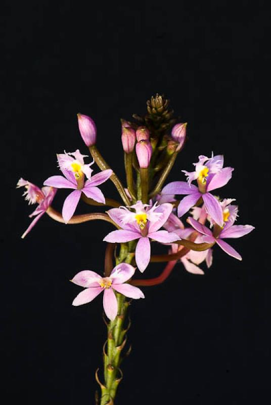 Guarianthe aurantiaca