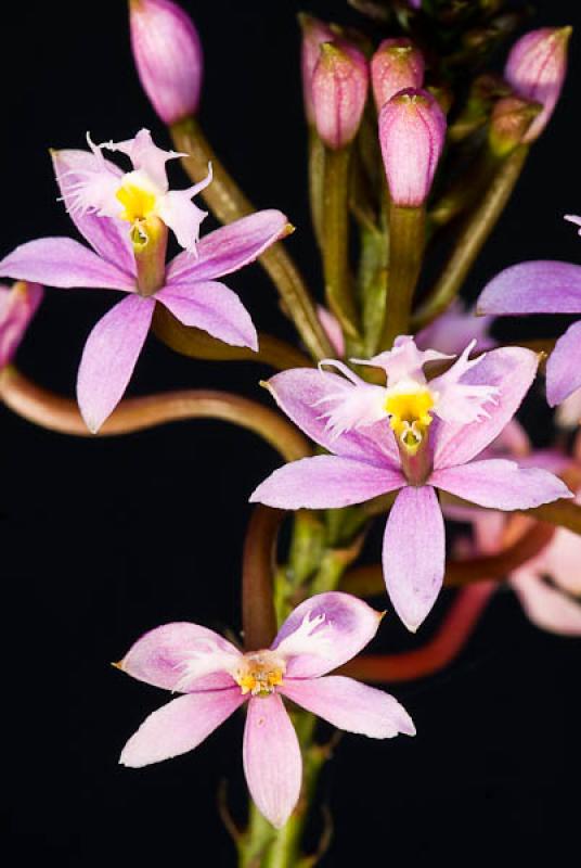 Guarianthe aurantiaca