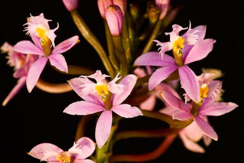 Guarianthe aurantiaca