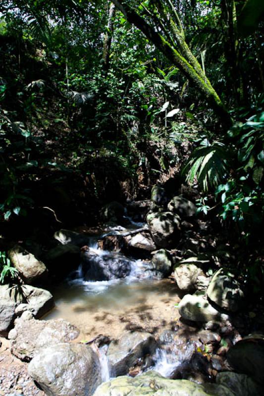 Quebrada en el Bosque