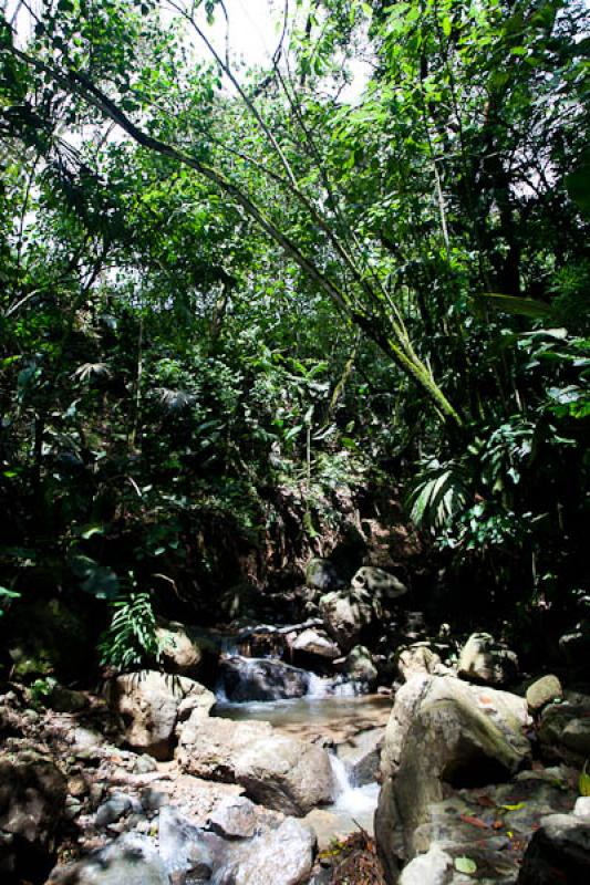 Quebrada en el Bosque