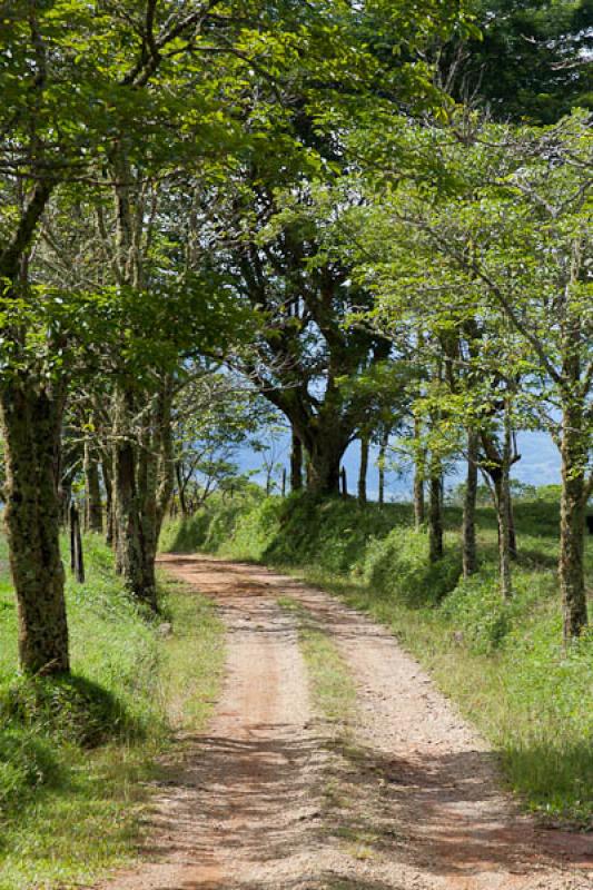 Sendero en el Campo