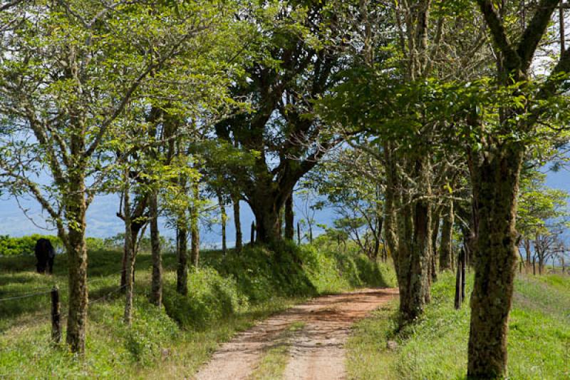 Sendero en el Campo