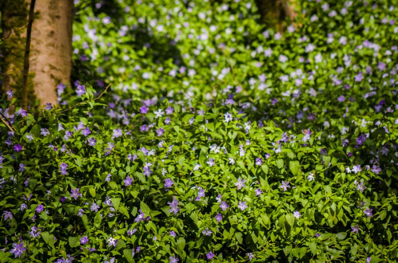 Parque Natural de Serra, Sintra, Lisboa, Portugal,...