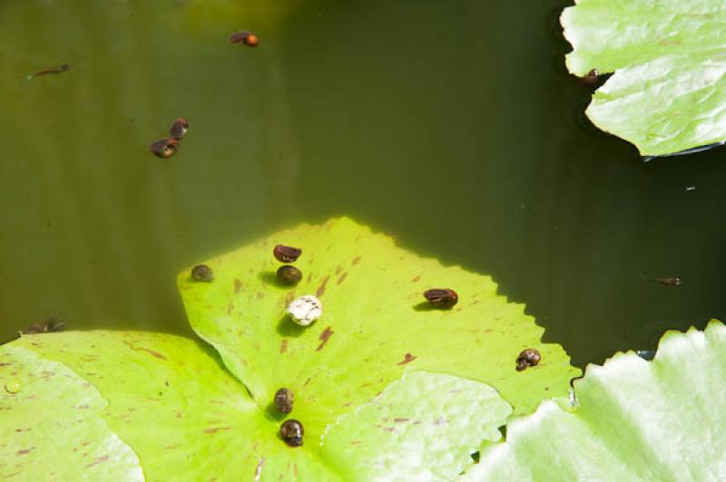 Nelumbonaceae, Templo del Buda de Esmeralda, Bangk...