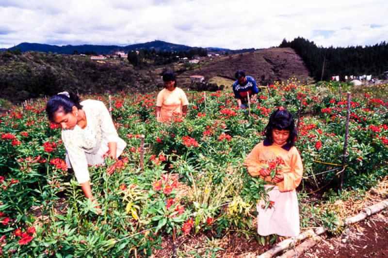 Campesinos Recolectando Flores, Santa Elena, Antio...