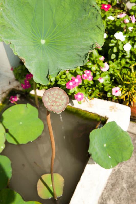 Nelumbonaceae, Templo del Buda de Esmeralda, Bangk...