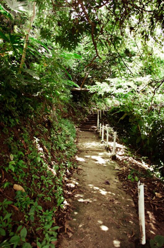 Sendero de Bahia de la Miel, Panama, America Centr...