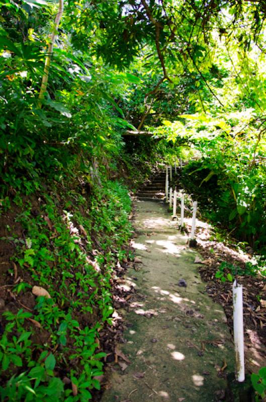 Sendero de Bahia de la Miel, Panama, America Centr...