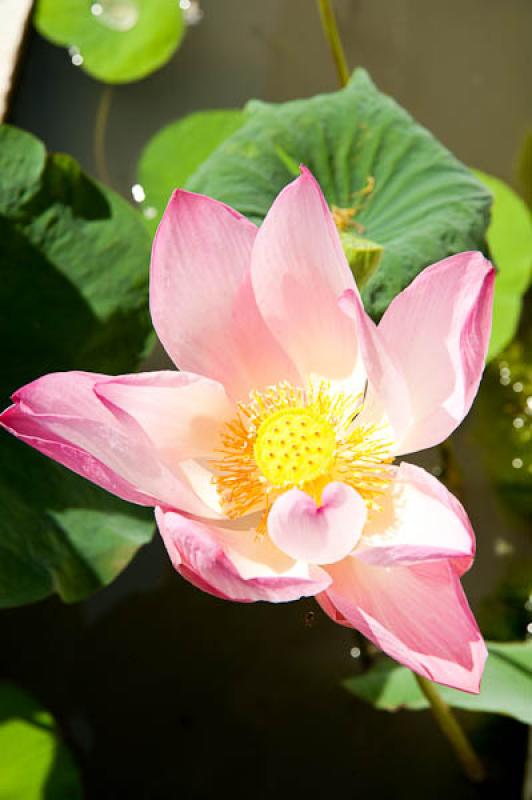 Nelumbonaceae, Templo del Buda de Esmeralda, Bangk...