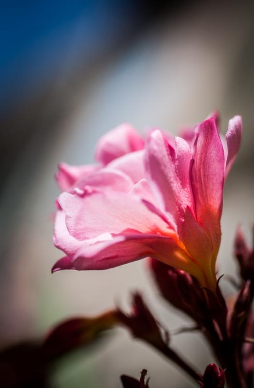 Primer Plano de una Flor 