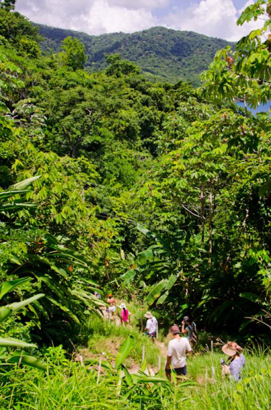 Caminates en Bahia de la Miel, Panama, America Cen...