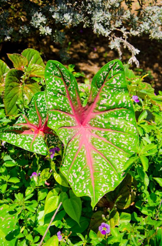 Caladium bicolor