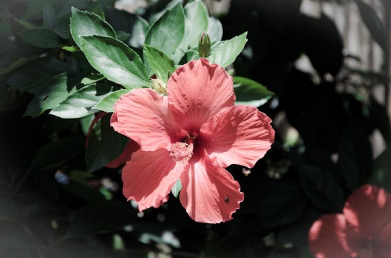 Hibiscus