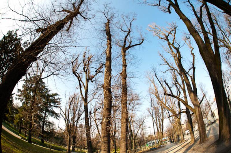 Arboles en Invierno, Milan, Lombardia, Italia, Eur...