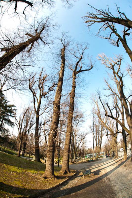 Arboles en Invierno, Milan, Lombardia, Italia, Eur...