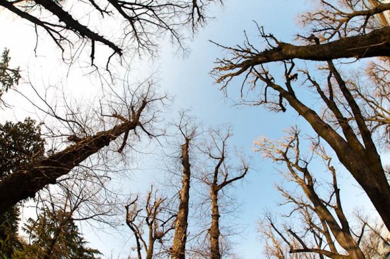 Arboles en Invierno, Milan, Lombardia, Italia, Eur...