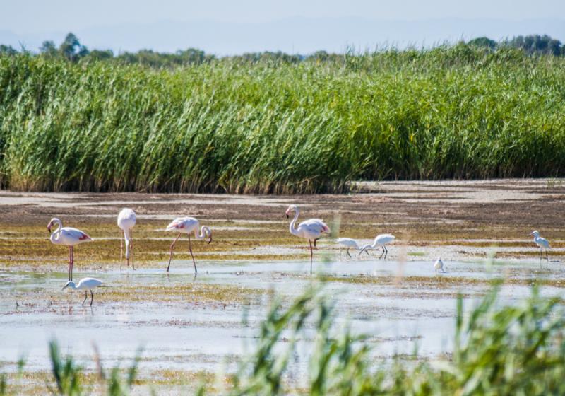 Flamencos en Delta Rio Rhône, Francia, Europa Occ...