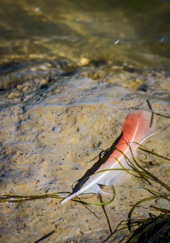 Pluma de Flamenco, Delta Rio Rhône, Francia, Euro...