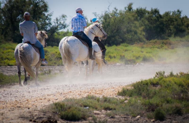 Hombres Cabalgando, Delta Rio Rhône, Francia, Eur...