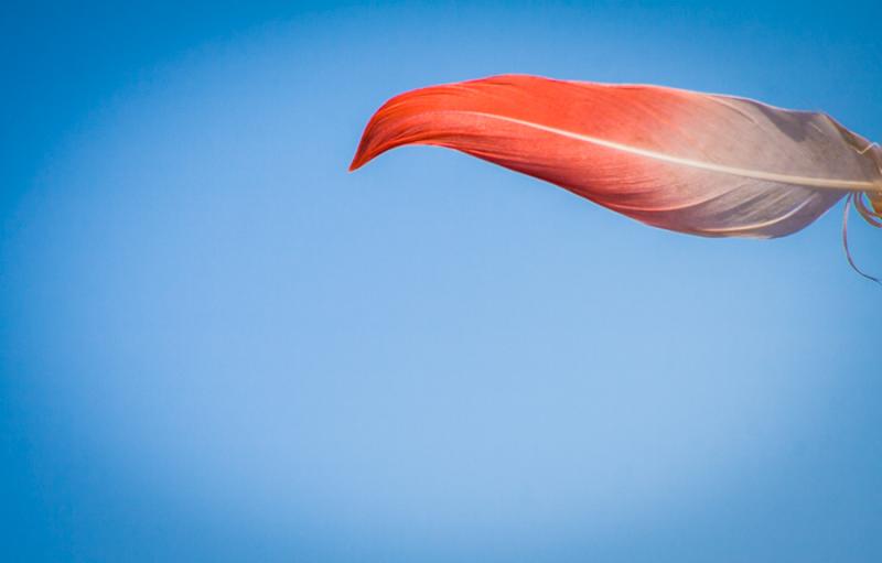 Pluma de Flamenco, Delta Rio Rhône, Francia, Euro...