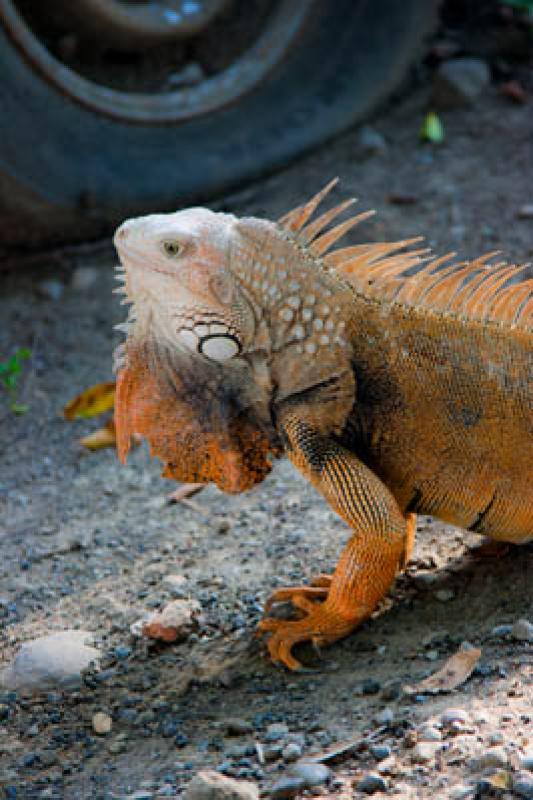 Iguana iguana